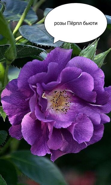 Şitillər: Məhsul: Gül kolları – müxtəlif növ güllər Təsvir: - Seçmə dekorativ — 1