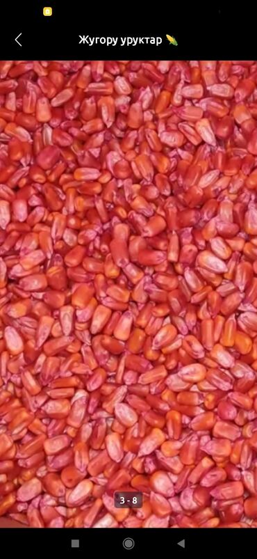 газ кара балта: Семена и саженцы
