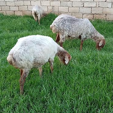 Qoyunlar, qoçlar: Ətlik qoyunlar təcli satılır — 8