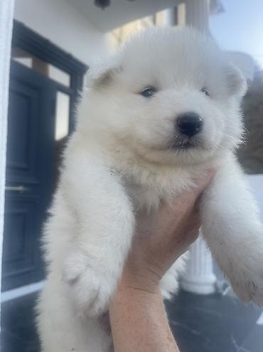 samoyed satisi: Samoyed — 6