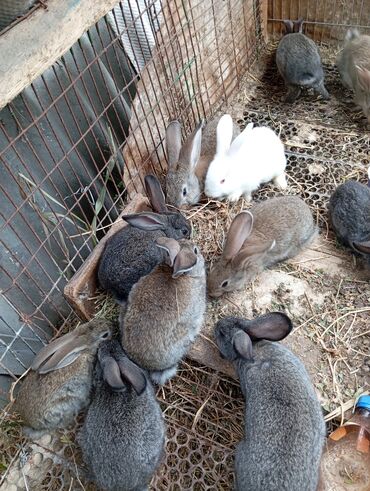 дикоративные кролики: Продаю | Крольчиха (самка), Кролик самец, Крольчата | Серый великан, Фландр | На забой, Для разведения | Племенные
