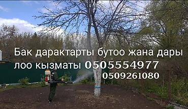 Другие фруктовые и ягодные растения: Обрезка плодовых деревьев (сад) Обработка от насекомых и вредителей at lalafo.kg — 9 Другие фруктовые и ягодные растения: Обрезка плодовых деревьев (сад) Обработка от насекомых и вредителей — 9