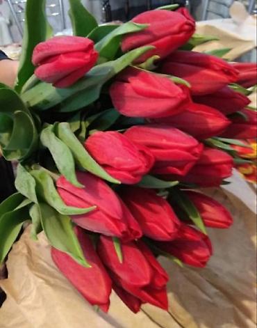 Букеты из живых цветов: Цветы Голландские Тюльпаны Оптом! Тюльпаны вместе с луковицами — 16