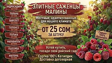 Эндросадира (Enrosadira) — малина көчөттөрү 100сом Полана (Polana) —