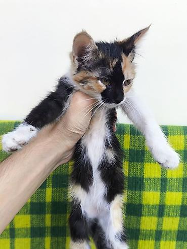 кошка бесплатная: Отдам котят в хорошие руки. Жалалабад/Манас - Возраст: 3 месяца — 8