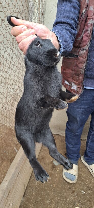 Dovşanlar: Sağlam dovşanlar satılır 13 azn 3 dənədir — 3
