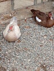 Ördəklər: Ördəklər — 8