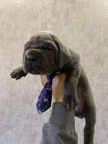 İtlər: Kane-Korso, 2 ay, Erkek, Sənədli, Pulsuz çatdırılma, Ödənişli çatdırılma — 11