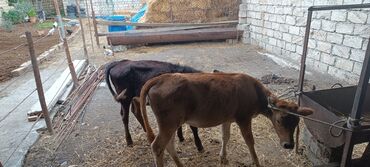 Лошади: Iki dənə dişi dana bir dene erkek disi danalar cut 2400manat erkek