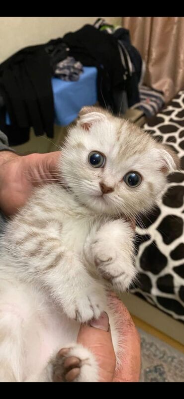 Pişiklər: Britan yastı qulaq, Erkək, Dişi, Yaxşı əllərə, Ünvandan götürmə, Pulsuz çatdırılma, Ödənişli çatdırılma — 48