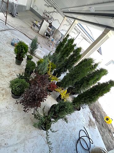 Газон: Сеем газон ( АвтоПолив Газона) под 🔑 Система АвтоПолива💧 Планировка — 30