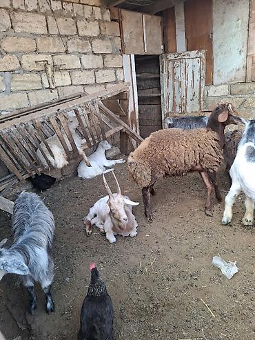 qoyun satisi 2024: Satılır Qoc, qurbanlıq quzular, cəpişlər — 5