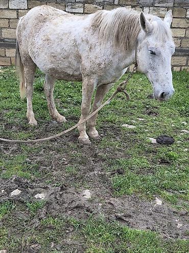 Atlar: Dişi, il: 7 — 15