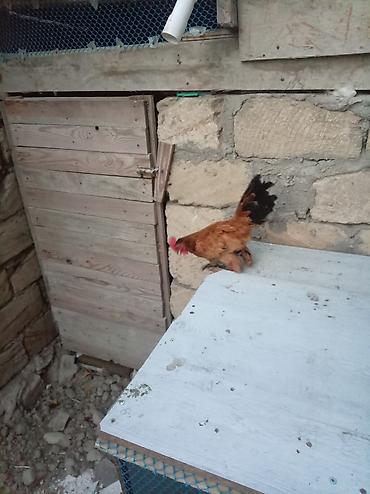 brama toyuqları: Курица, Для разведения — 4