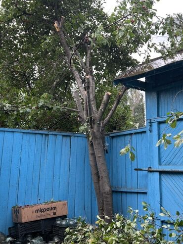 где можно купить корень имбиря: Отун Өзү алып кетүү