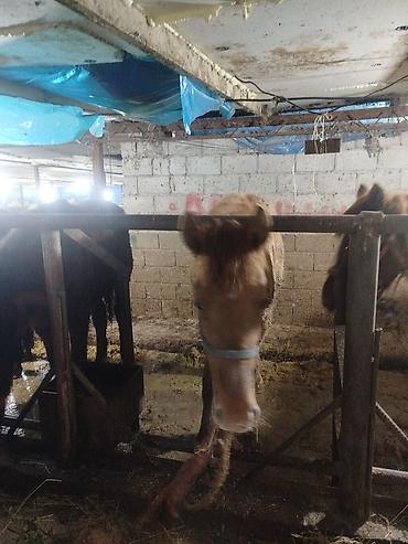 Лошади, кони: Продаю | Жеребенок | Рабочий — 9