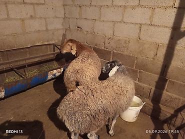 купить собаку курцхаар: Продаю | Овца (самка) | Для разведения — 2