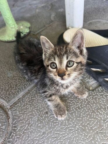 сиамская вислоухая кошка: Кошка даром: Беспородная, 2 месяца, Девочка
