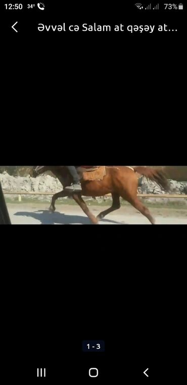 qarabağ atı satılır v Azərbaycan | Xalçalar: Yorgadi