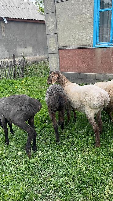 Баран, овца: Продаю | Ягненок | Для разведения — 4
