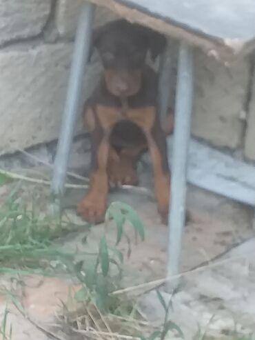 xaski sekilleri: Doberman