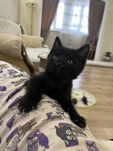 Отдам даром кошку: 1 месяц, Девочка, Приучена к лотку, Проглистована — 1