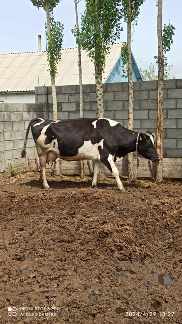отходы для животных: Продаю | Корова (самка) | Голштин | Для разведения, Для молока | Не стельные