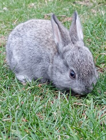 декоративные животные: Продам крольчат и кроликов