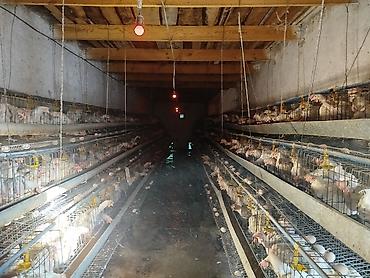 Продажа сельхоз предприятий: Птицеферма, 10 соток, Действующий, С оборудованием, Отопление, Холодная вода, Электричество — 16