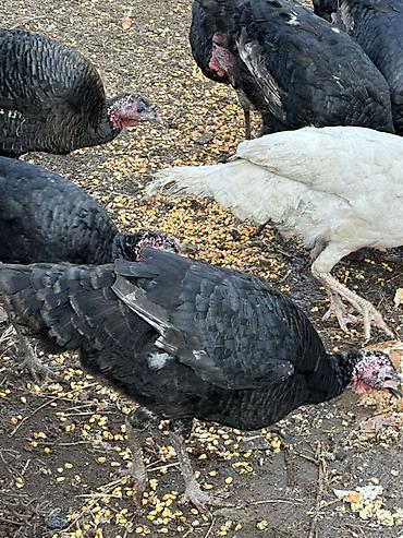 Индюки: Продаю | Индюшка (самка), Индюк (самец) | Для разведения | Племенные — 4