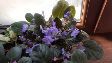 Otaq bitkiləri: Afrika bənövşəsi (Saintpaulia) kolleksiyası - Rəng çeşidi: açıq — 3