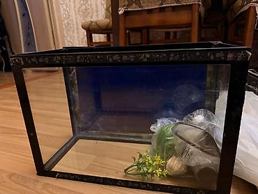 yalnız suda yaşayan heyvanlar: Akvarium — 4