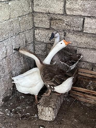 qaz cuceleri: 3 ədəd linda qazı satılır yumurtalıq və ətlik olarağ süper heyvanlardı — 5