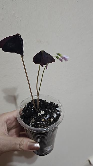 Другие комнатные растения: Кислица
Оксалис 
oxalis 
🦋 
бабочка — 3