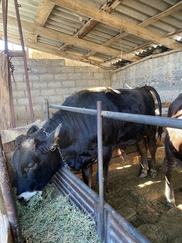 рабочая виза в корею для граждан кыргызстана 2018: Сатам | Бука (эркек) | Швиц | Бордоп семиртүү үчүн | Байланган