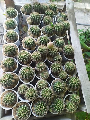Mini kaktus kolleksiyası – Echinopsis/Parodia tipli şar formalı