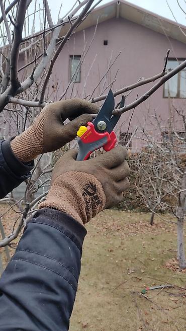 Спил деревьев, заготовка дров: Обрезка плодовых деревьев !!! Также обрезка хвойных и различных at lalafo.kg — 7 Спил деревьев, заготовка дров: Обрезка плодовых деревьев !!! Также обрезка хвойных и различных — 7