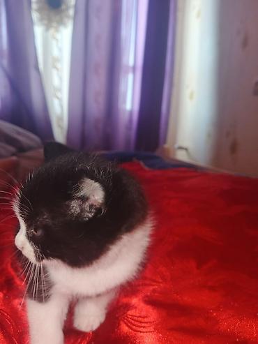 Pişiklər: Yaxşı əllərə — 11