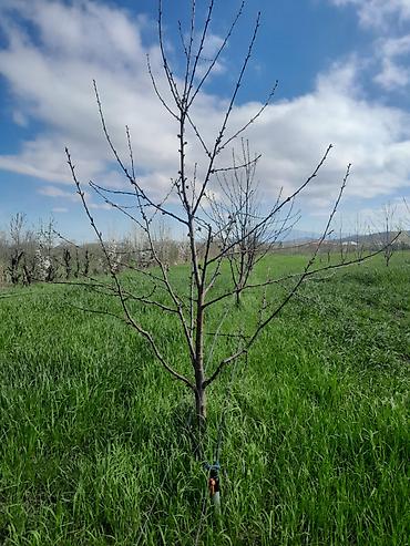 Torpaq sahələrinin satışı: 126 sot, Kənd təsərrüfatı, Kupça (Çıxarış) -da lalafo.az — 12 Torpaq sahələrinin satışı: 126 sot, Kənd təsərrüfatı, Kupça (Çıxarış) — 12