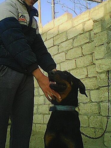 İtlər: Doberman, 9 ay, Erkek — 9