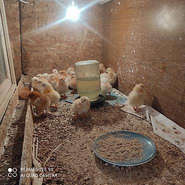 Куры, петухи: Продаю | Цыплята | Кучинская | Для разведения at lalafo.kg — 7 Куры, петухи: Продаю | Цыплята | Кучинская | Для разведения — 7