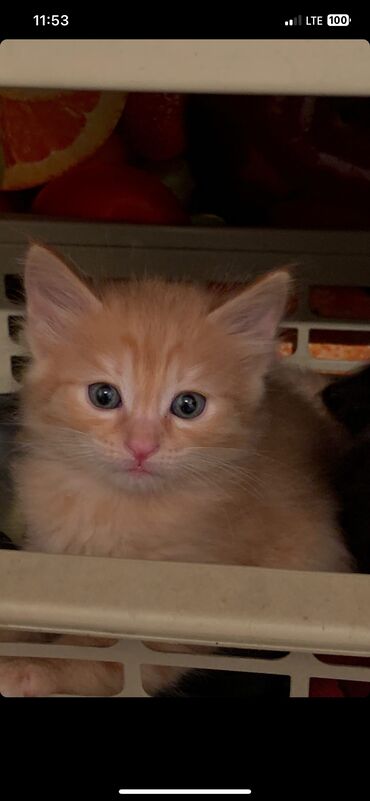 рыжие коты: Рыжий мальчик 🥰 2 месяца, очень игривый любить спать рядом Глаза