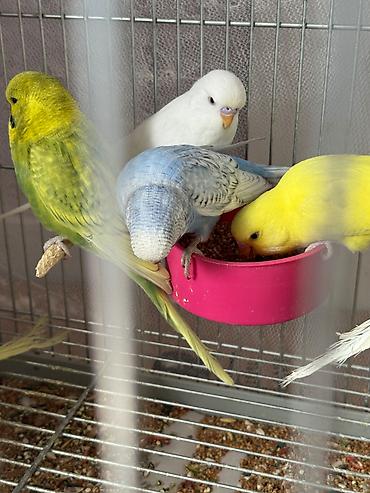 cex quşlar: Cex balalar ve 1 sari qizgin cute hazir erkek 2 vistivka — 3