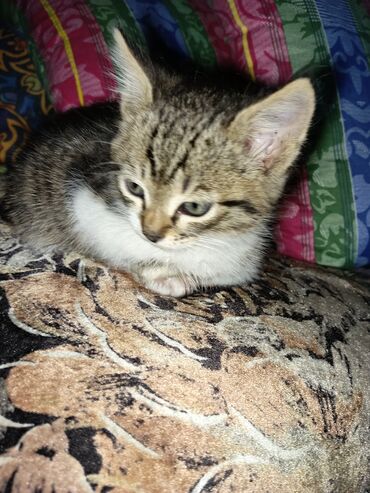 возьму котёнка: Кошка даром: Беспородная, 1 месяц, Мальчик