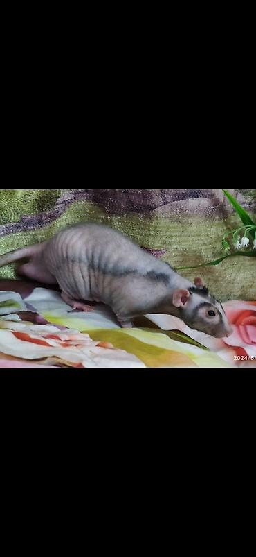 Крысы: Привет друзья !! У нас родились красивые крысята.Друзья в питомнике - — 28