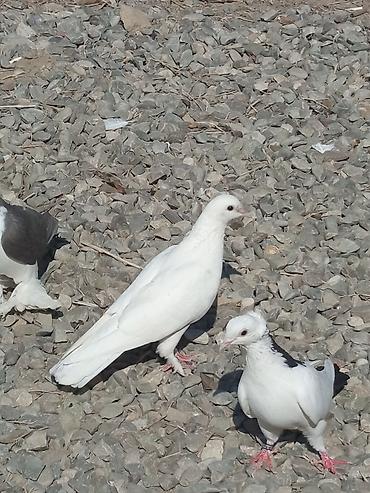 quşlar göyərçin: Məhsul: Göyərçinlər (ağ və ağ-qara rəng çalarları) Təsvir: - — 1
