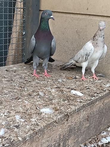 sumqayıt goyərcin: Cütdülər qəşəng stoykaları var. hündür uzun quşlardı. uçuşları da var — 2