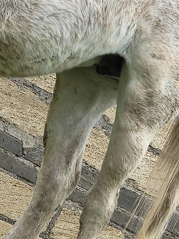 Atlar: Dişi, il: 7 — 24