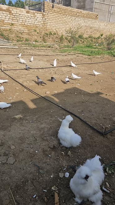 quşlar göyərçin: Məhsul: Ev quşları – göyərçinlər və “Silkie” cinsi dekorativ toyuqlar — 2