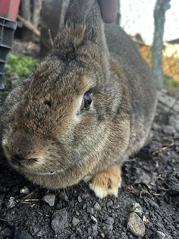 Кролики: Продаю | Крольчиха (самка), Кролик самец, Крольчата | Для разведения — 3